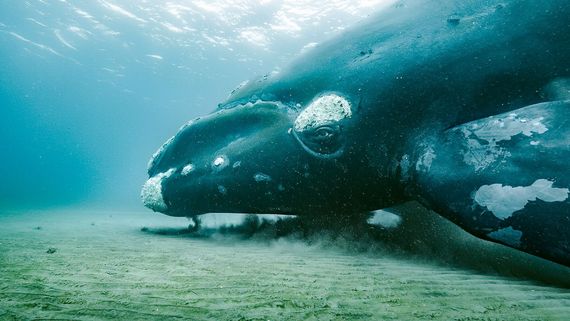 a whale under the ocean