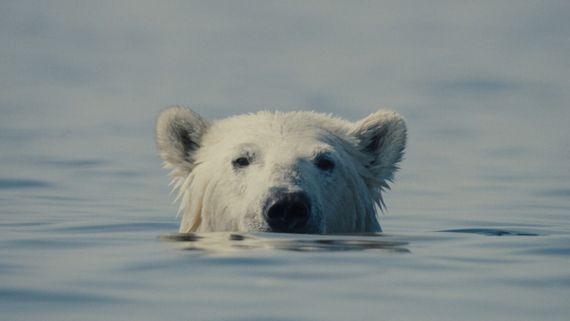 Polar bear peeking out of the water