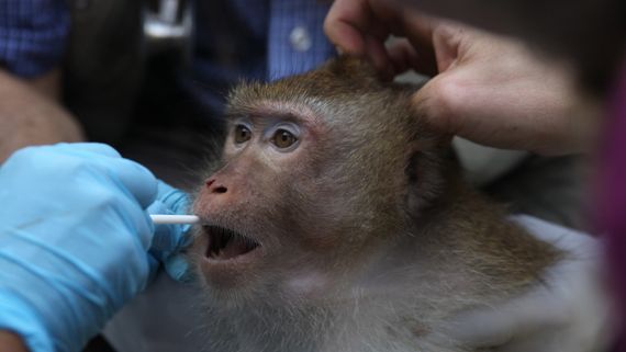 Small monkey having cheek sqabbed