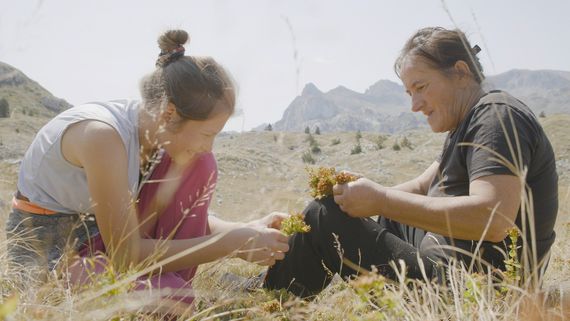 Old woman and young woman picking plants