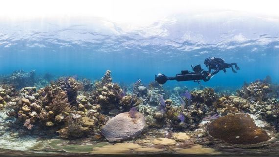 a scuba diver among a coral reef