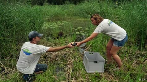 two people working in a pond handing each other a turtle