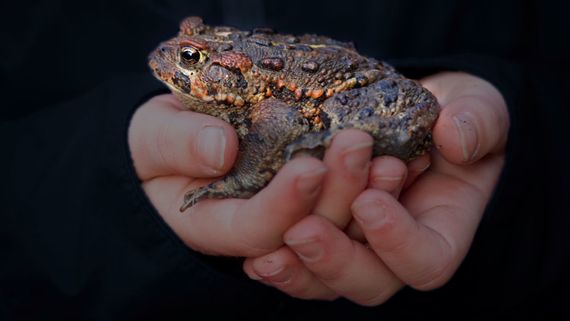 hands holding a toad