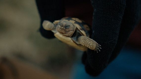 someone holding a turtle